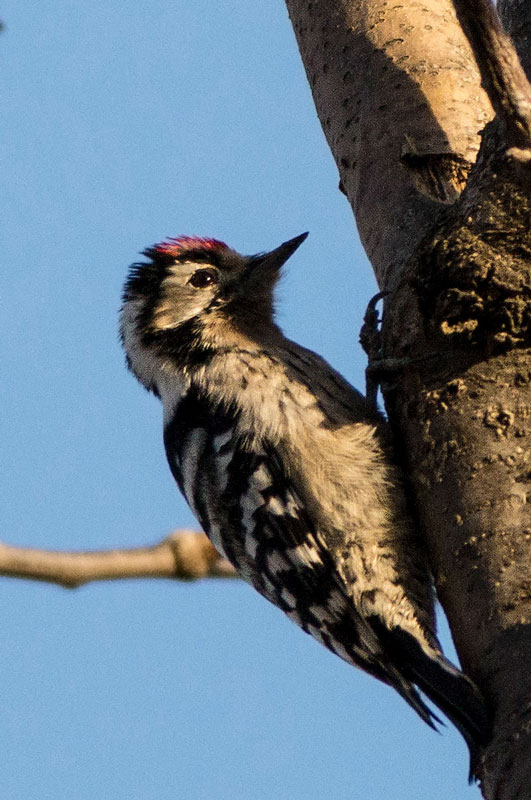 Lesser Spotted Woodpecker