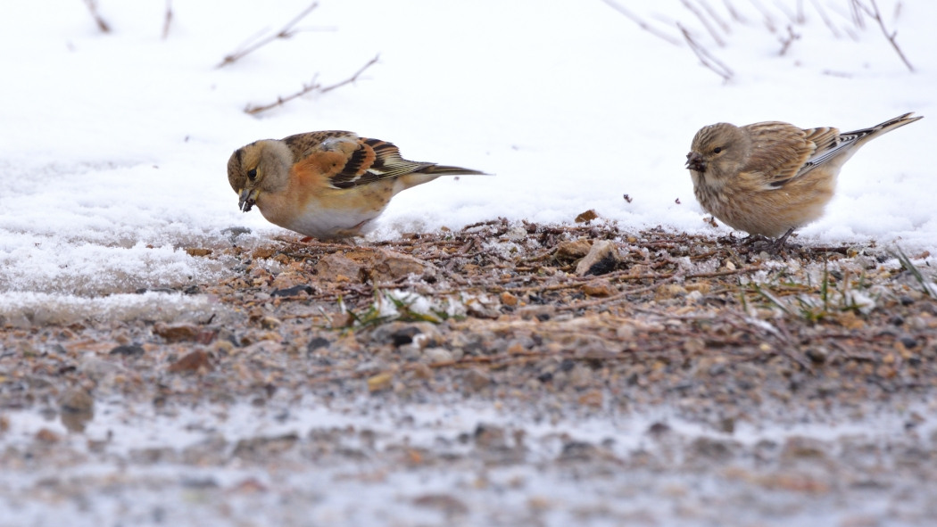 Brambling