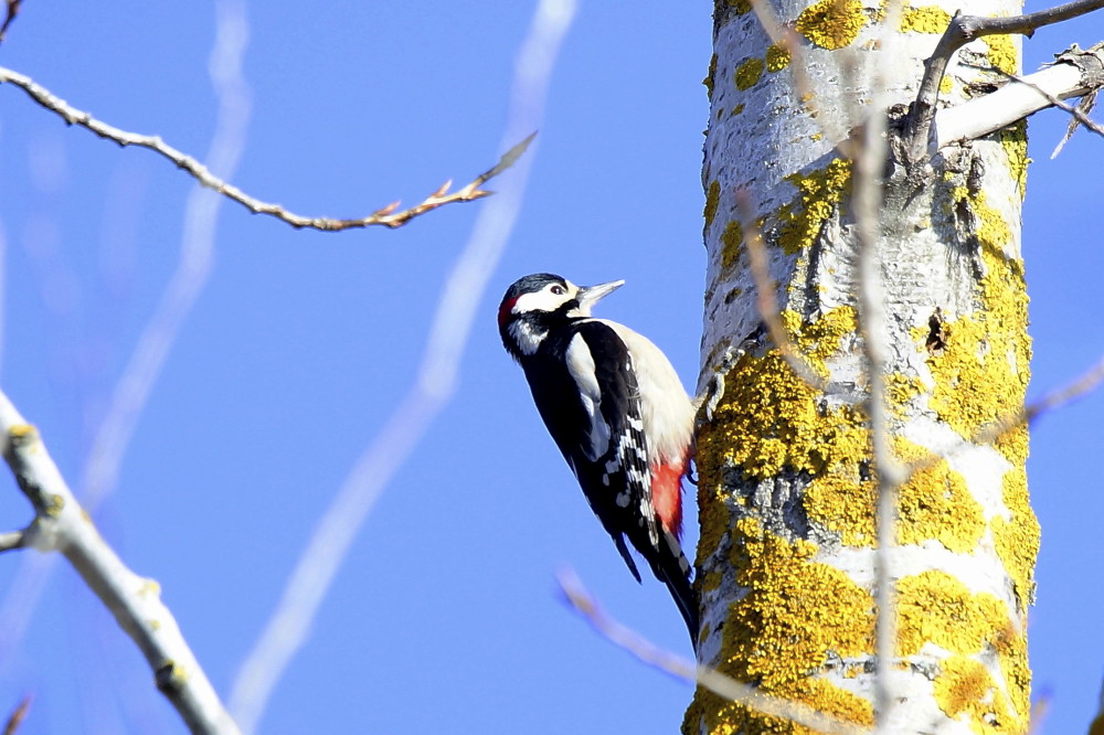 Great Spotted Woodpecker