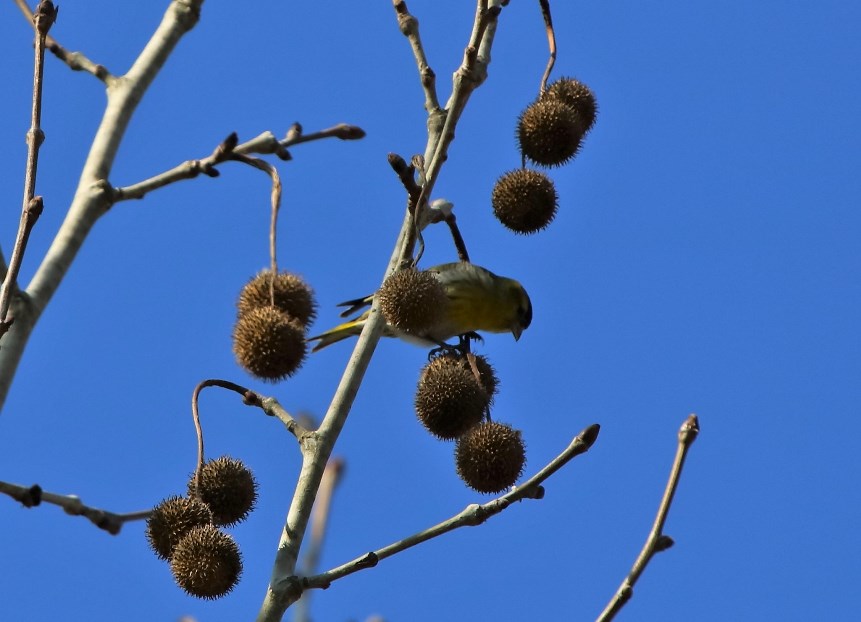 Eurasian Siskin