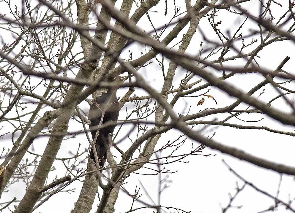 Black Woodpecker