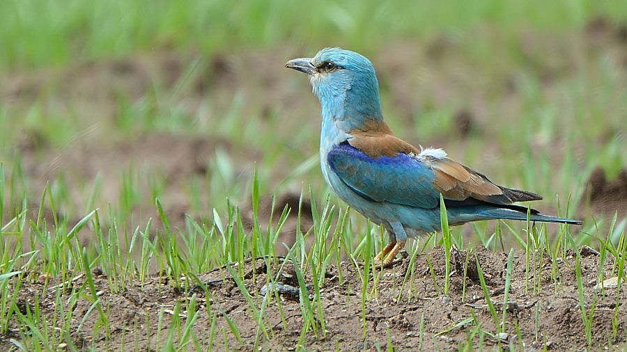European Roller