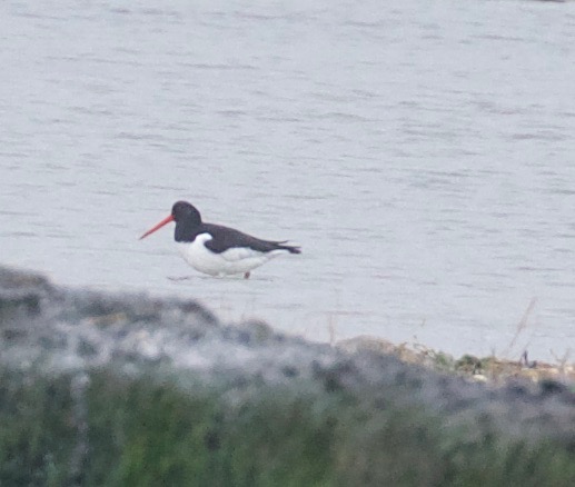 Eurasian Oystercatcher