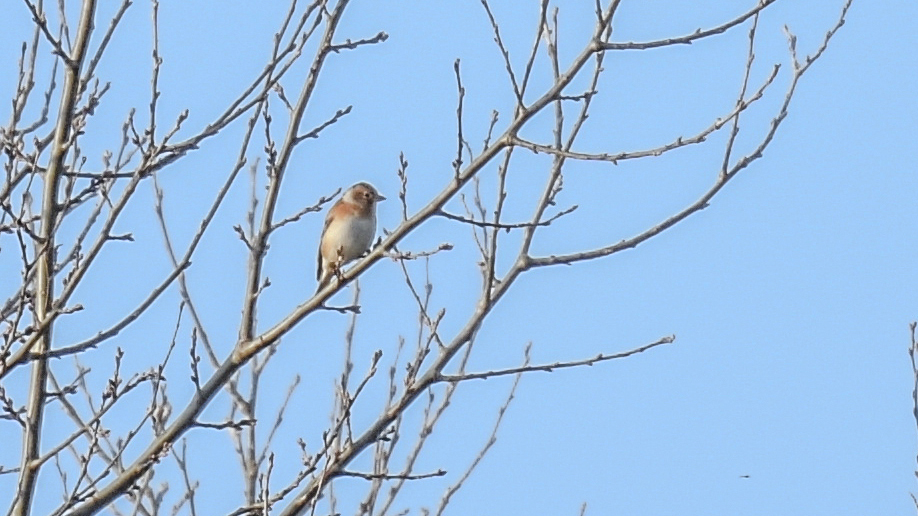 Brambling