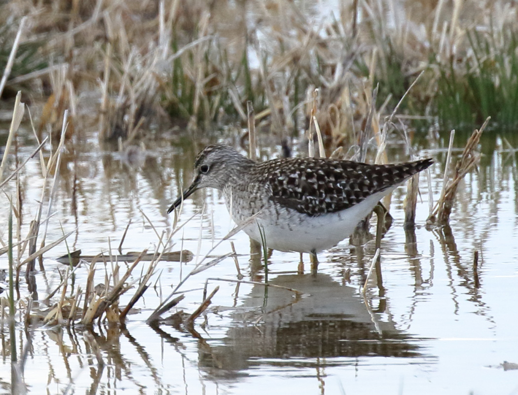 Wood Sandpiper