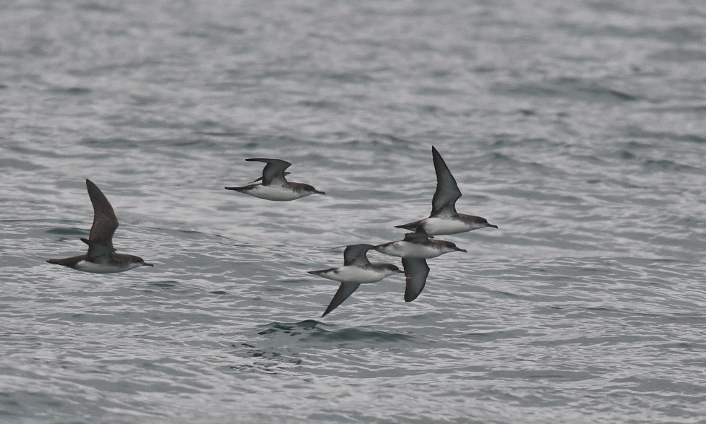 Yelkouan Shearwater