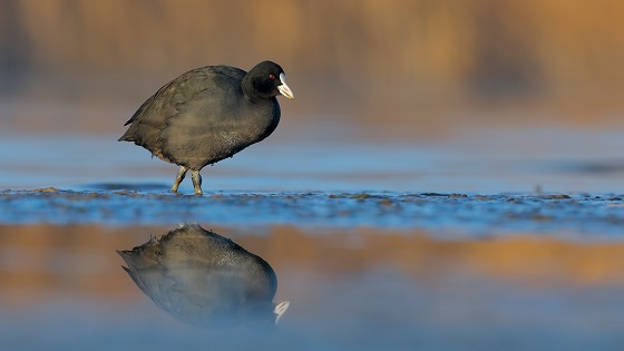Eurasian Coot