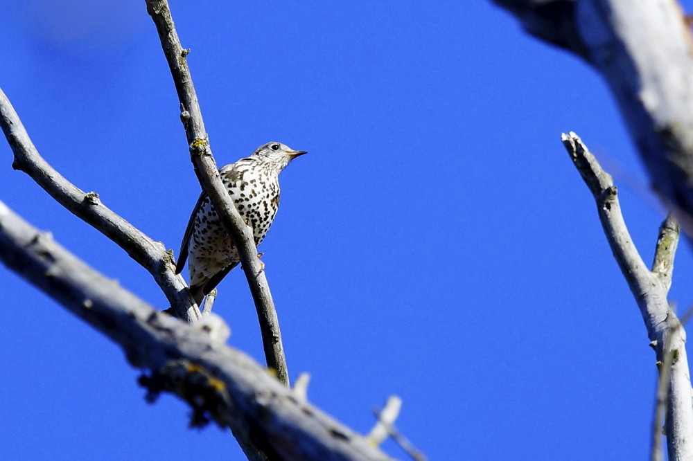 Mistle Thrush