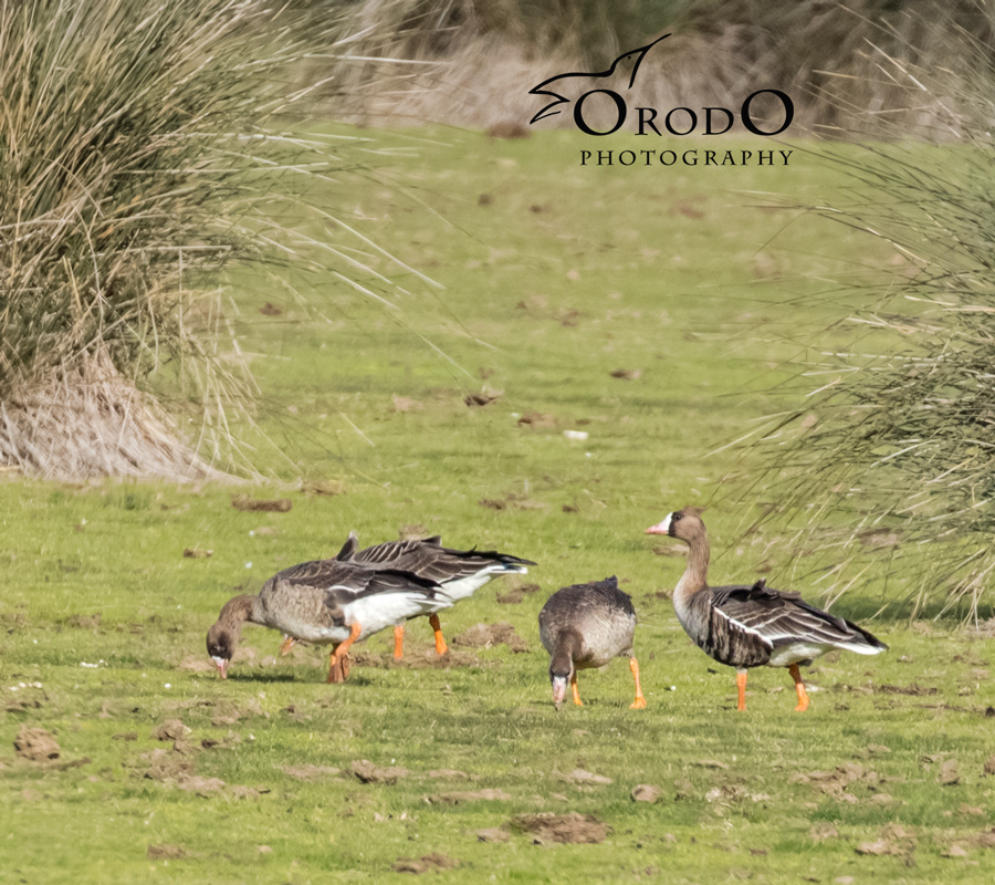 Greater White-fronted Goose