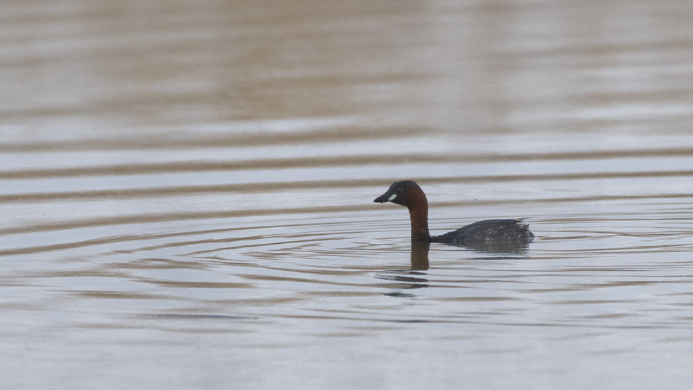 Little Grebe