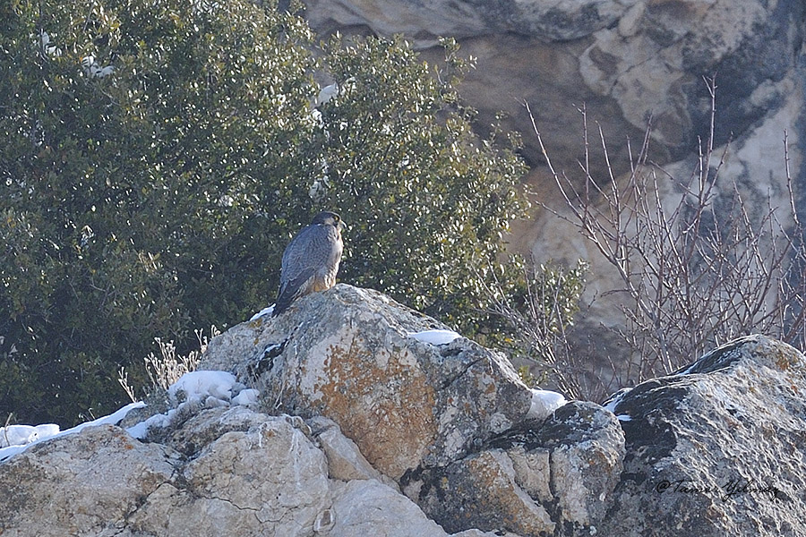 Peregrine Falcon