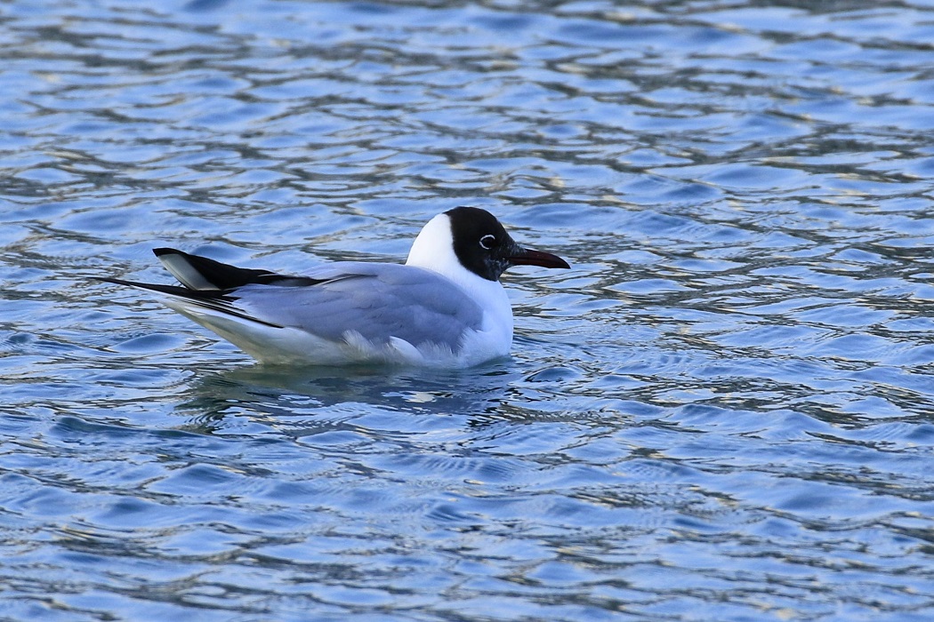 Black-headed Gull