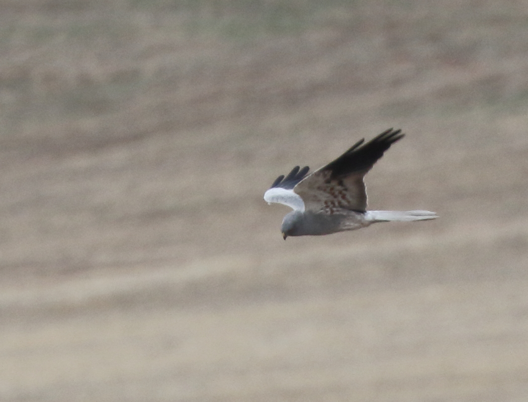 Montagu`s Harrier