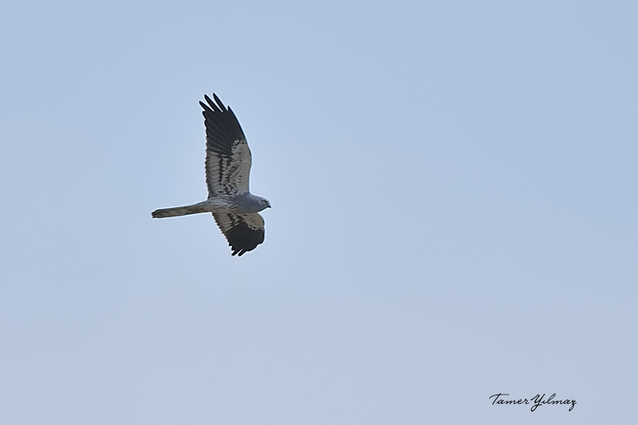Montagu`s Harrier