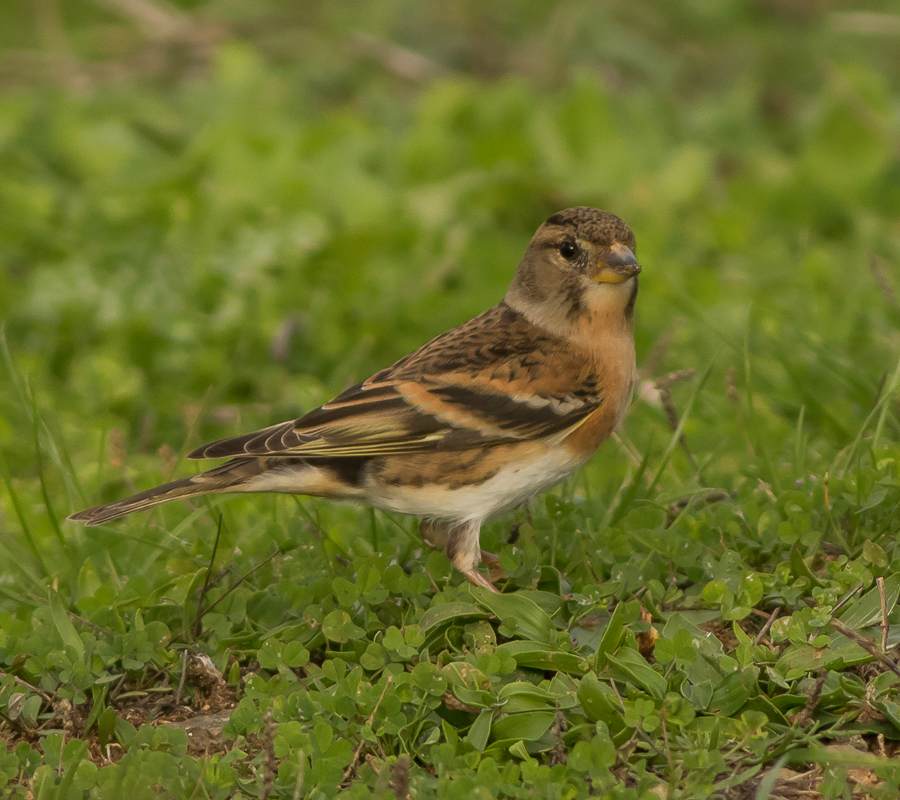 Brambling