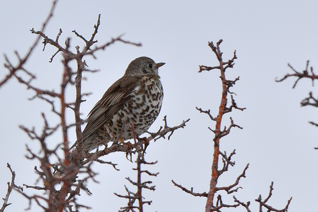 Mistle Thrush
