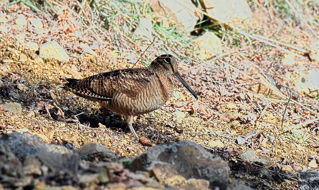 Eurasian Woodcock