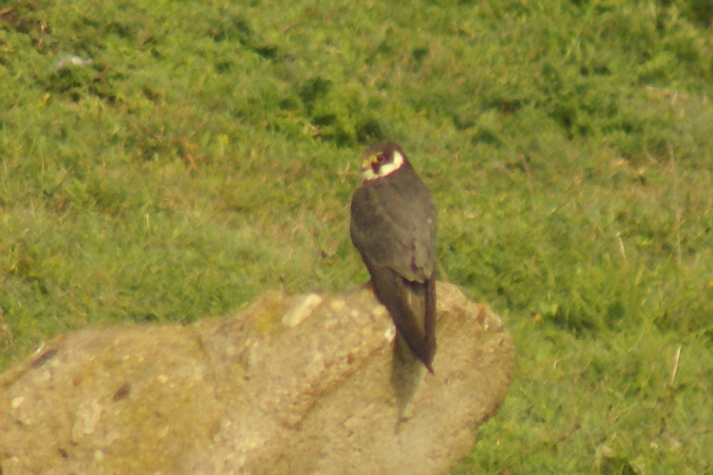 Eurasian Hobby