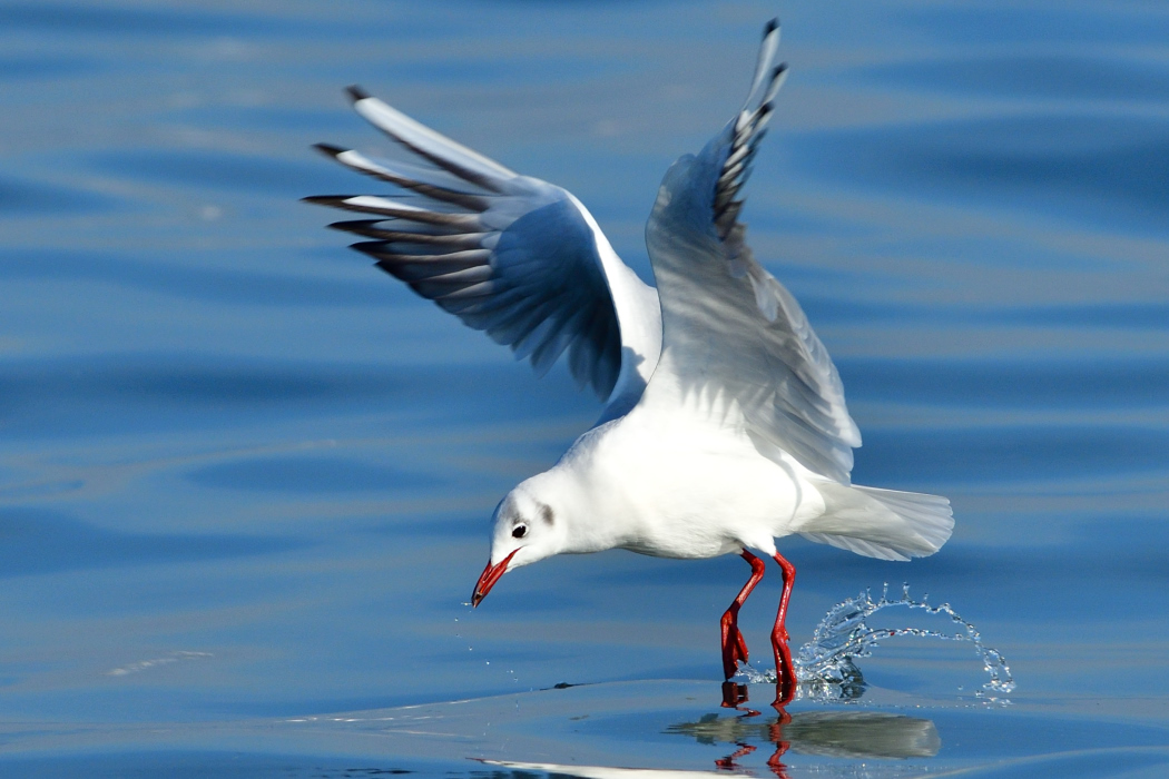 Black-headed Gull