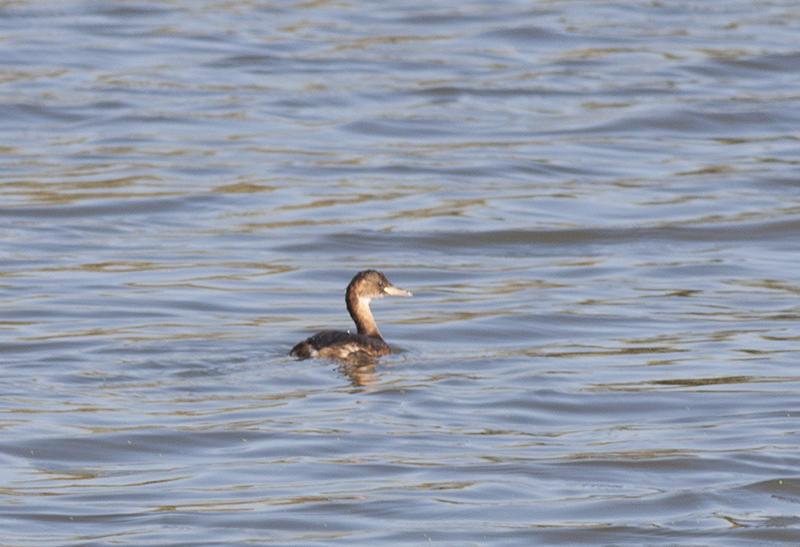 Little Grebe