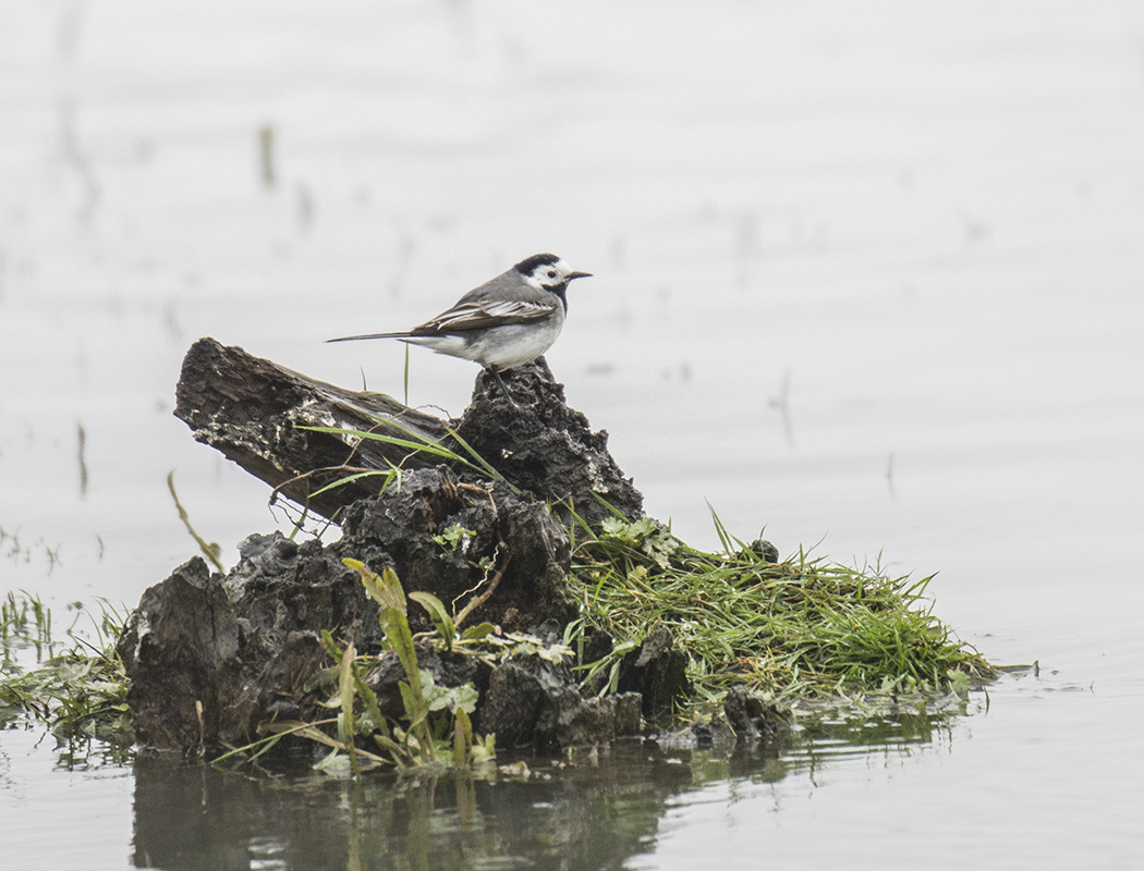 White Wagtail