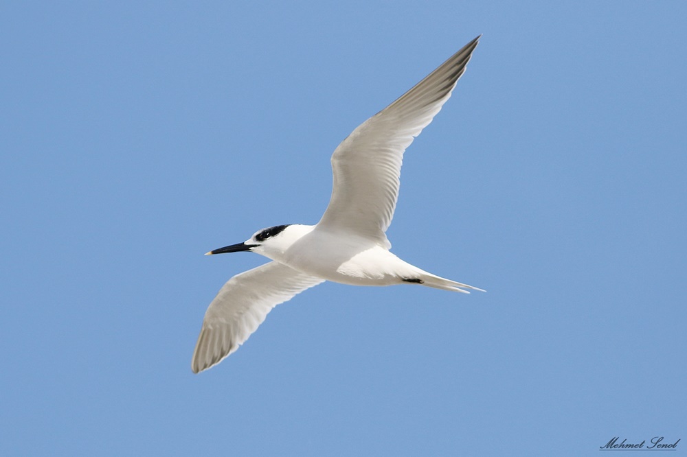 Sandwich Tern