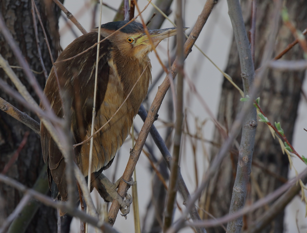 Little Bittern