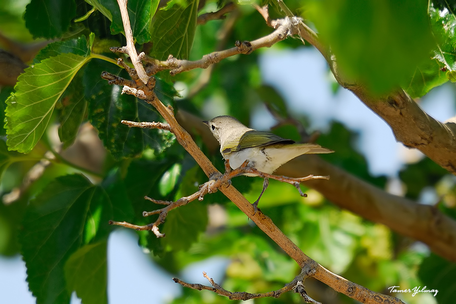 Eastern Bonelli`s Warbler