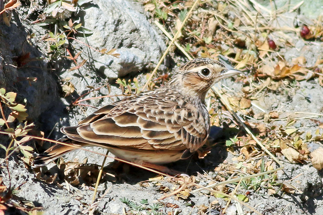 Oriental Skylark