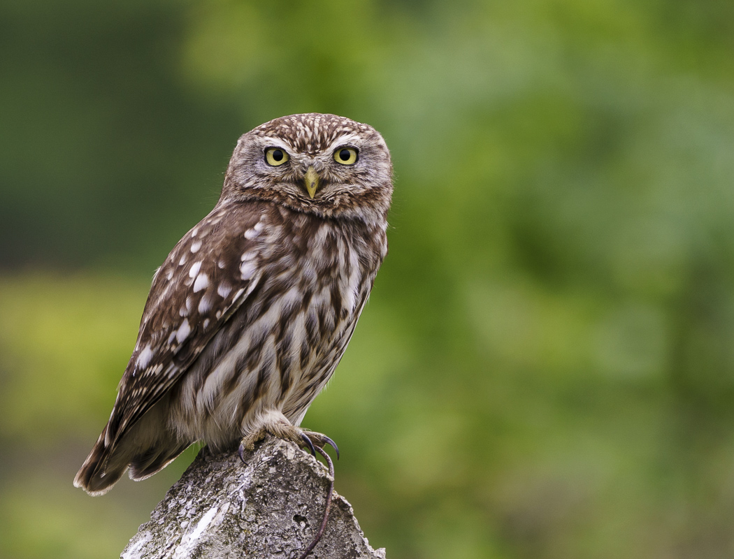 Little Owl