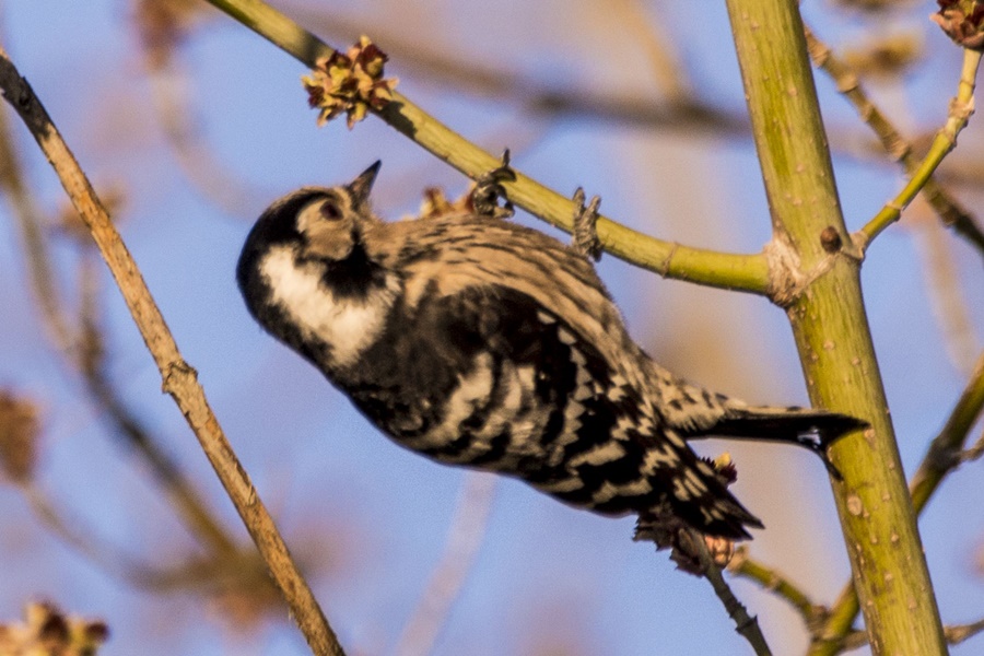 Lesser Spotted Woodpecker