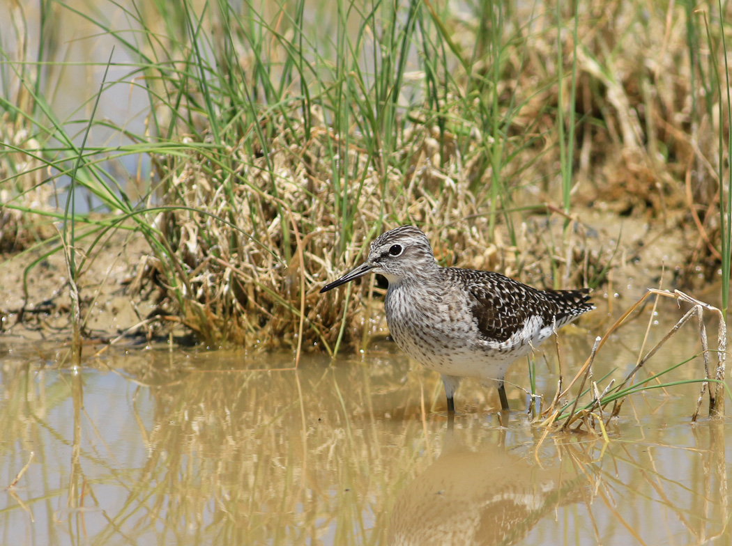 Wood Sandpiper