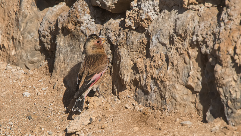 Crimson-winged Finch