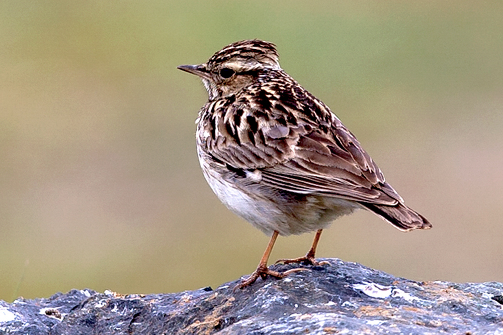 Woodlark