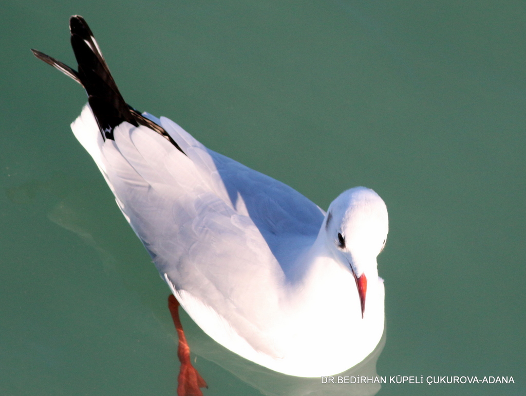 Black-headed Gull