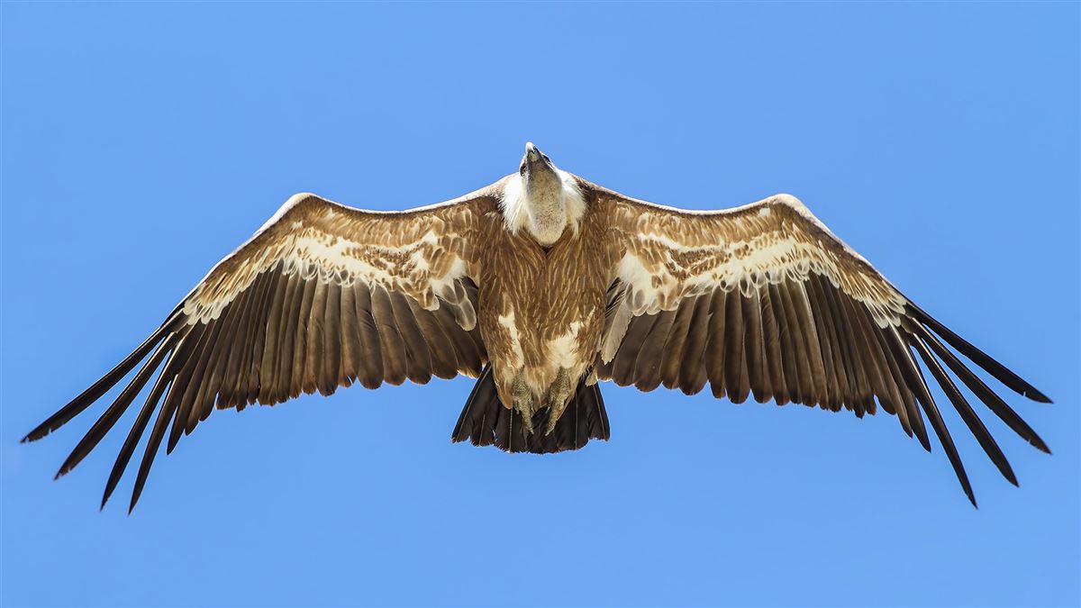 Kızıl Akbaba