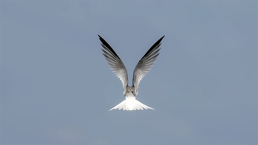 Küçük Sumru