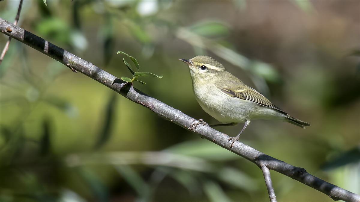 Green Warbler