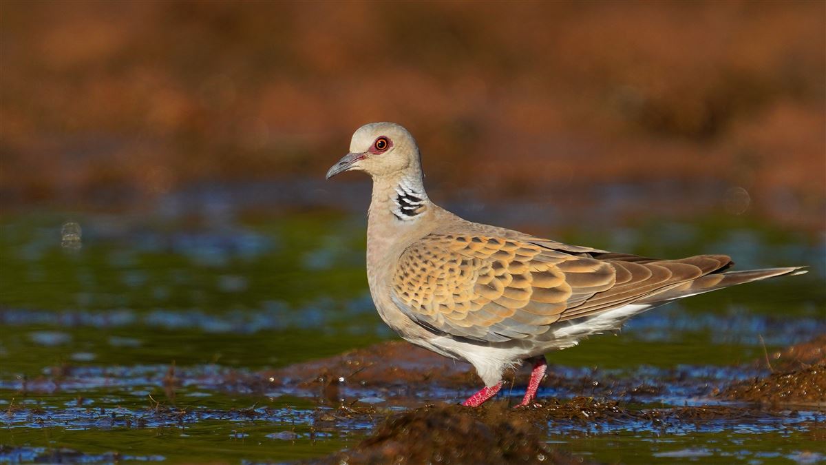 European Turtle Dove