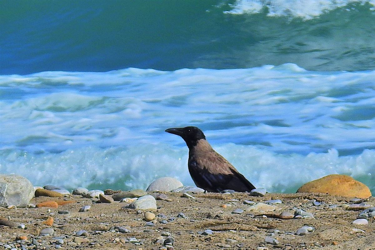 Hooded Crow