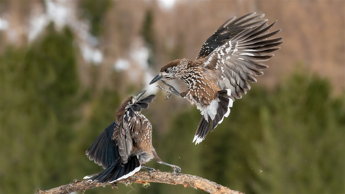 Northern Nutcracker