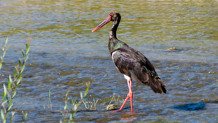 Black Stork