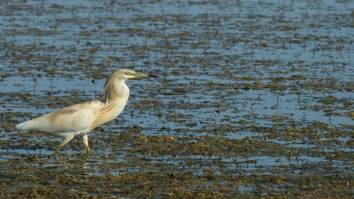 Squacco Heron