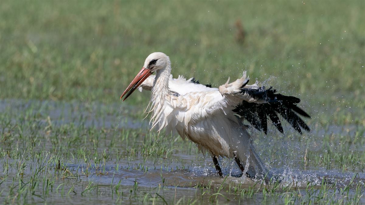 White Stork
