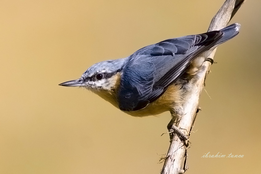 Eurasian Nuthatch