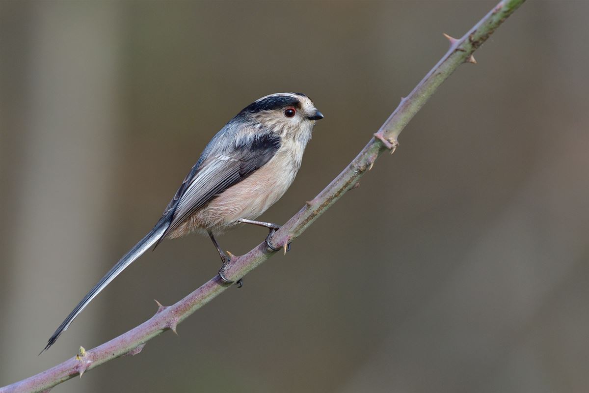 Long-tailed Tit