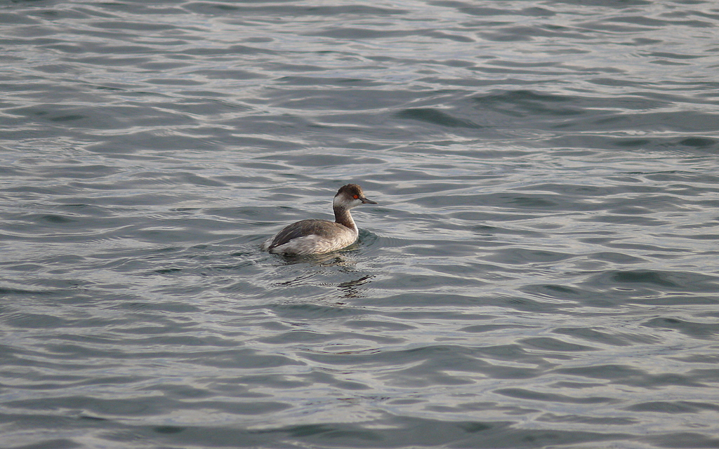 Black-necked Grebe