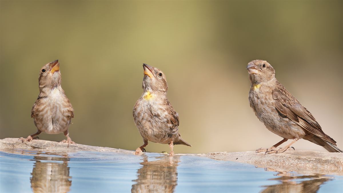 Rock Sparrow
