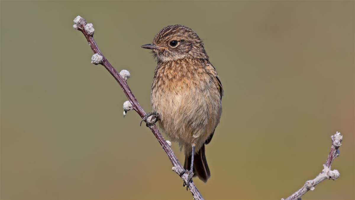 European Stonechat