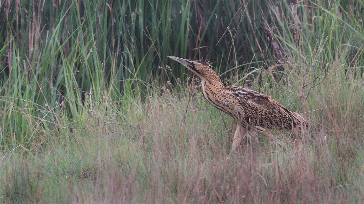 Eurasian Bittern